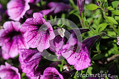 Garden petunia hybrid (Petunia Ã— atkinsiana) in garden, blooming in spring Stock Photo